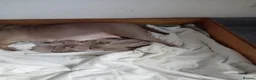 American Bully dogs for sale: American pocket bully pups - Advert 1