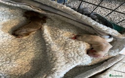 Chihuahua dogs for stud: STUD: Gorgeous White Long Coat Chihuahua  in Aldershot - Image 15