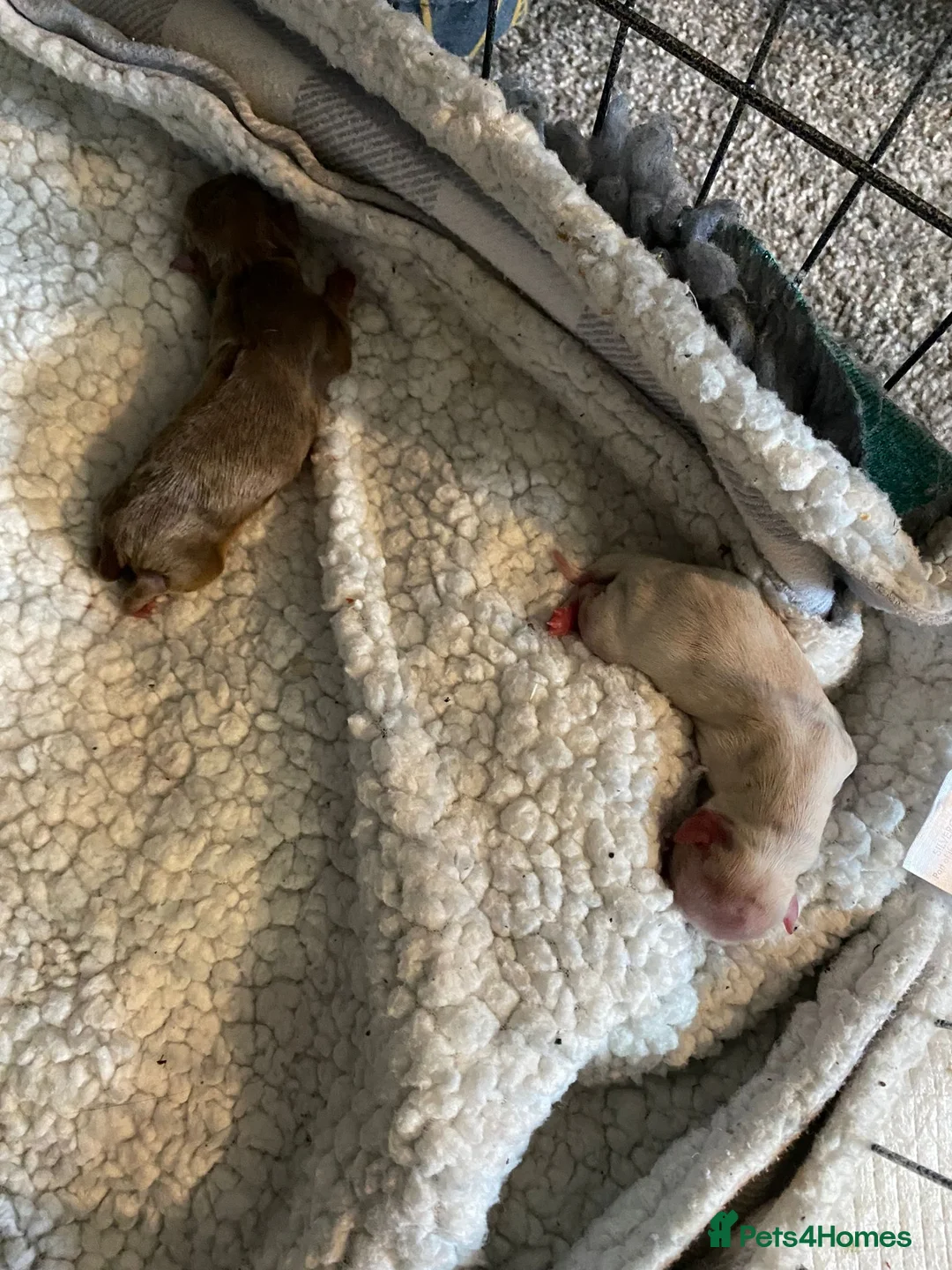 Chihuahua dogs for stud: STUD: Gorgeous White Long Coat Chihuahua  in Aldershot - Advert 15