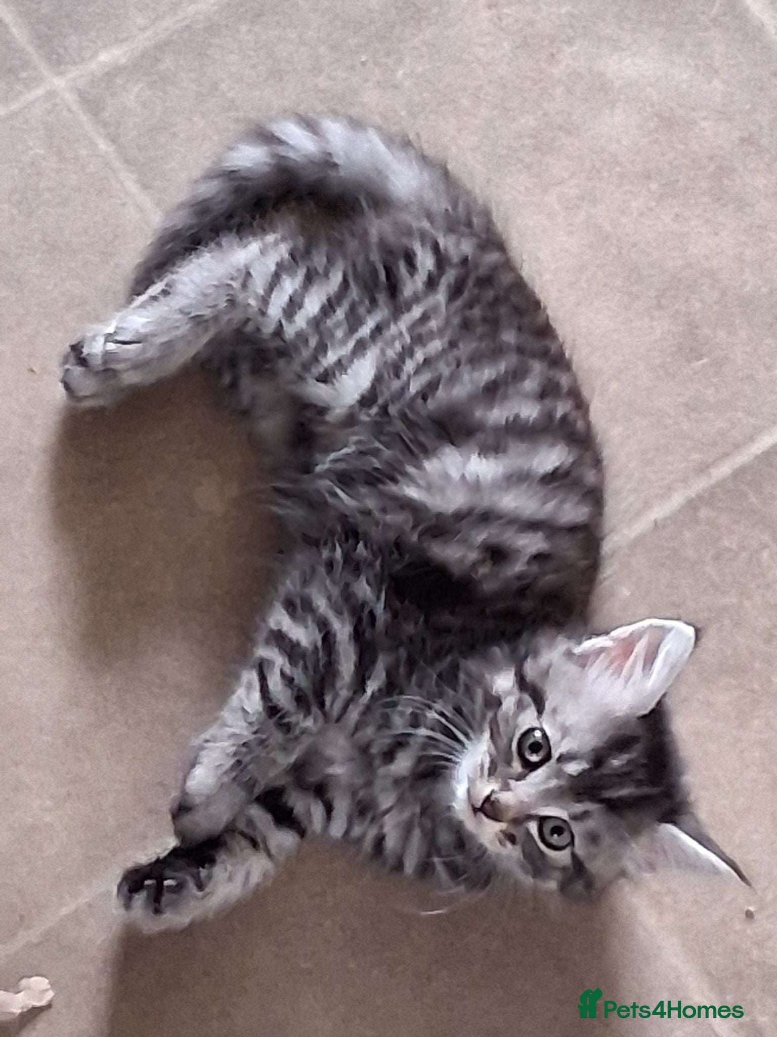 Mixed Breed cats 5 super fluffy female kittens - Advert 17