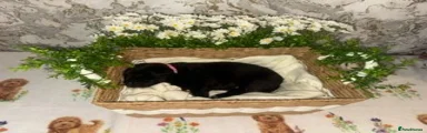 Labrador Retriever 7