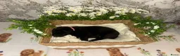 Labrador Retriever dogs for sale: 🖤 KC REGISTERED BLACK LABRADOR PUPPIES 🖤 - Advert 12
