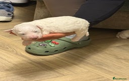 Bichon Frise dogs for sale: Adorable pure bichon frisée puppies !!! - Image 3