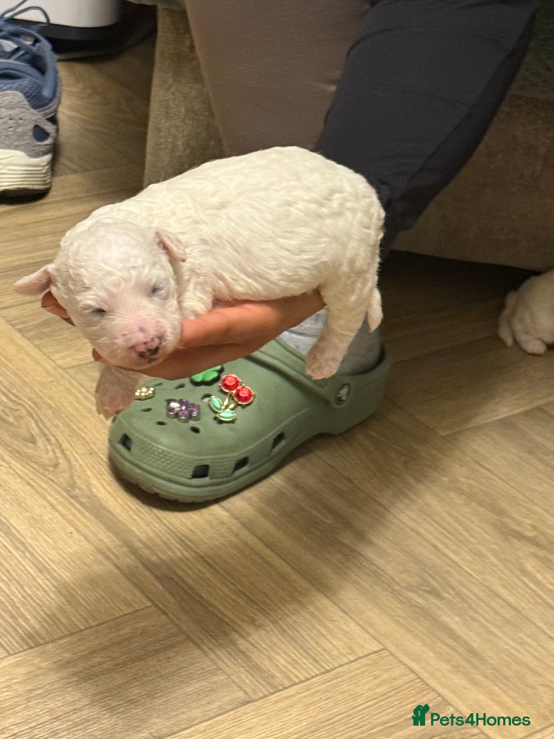 Bichon Frise dogs for sale: Adorable pure bichon frisée puppies !!! - Image 3