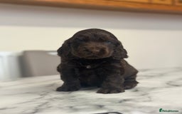 Cocker Spaniel dogs for sale: Fully Health tested show line cocker puppies  - Image 9