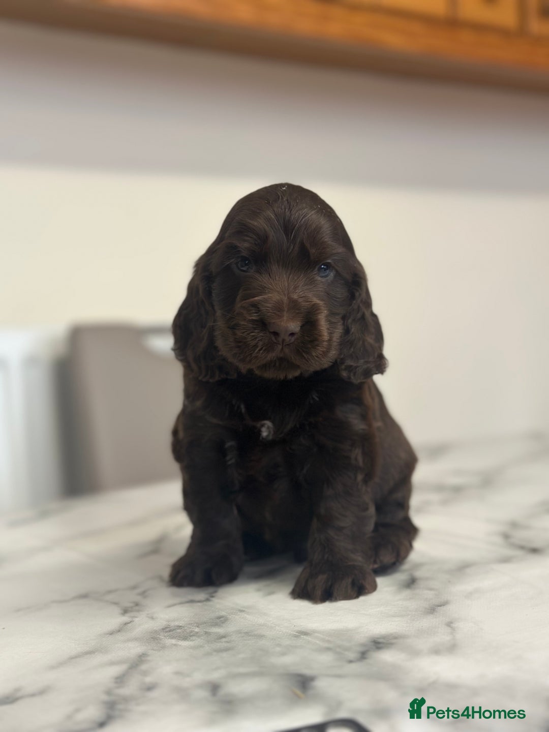 Cocker Spaniel dogs for sale: Fully Health tested show line cocker puppies  - Image 9