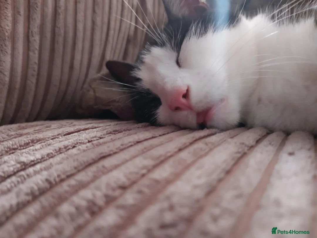 Domestic Shorthair cats for sale: Rehoming this gorgeous little boy, Fred. in Birmingham - Advert 10