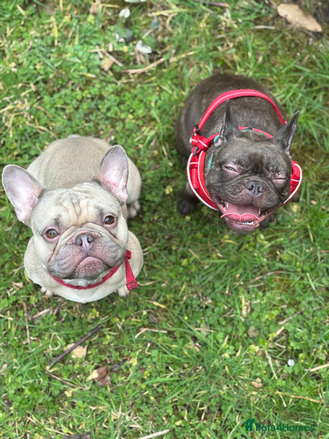 French Bulldog dogs for sale: 2 year old frenchie girl  - Image 5