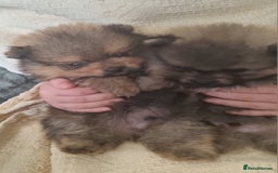 Pomeranian dogs for sale: Beautiful pomeranian male puppies  - Image 5