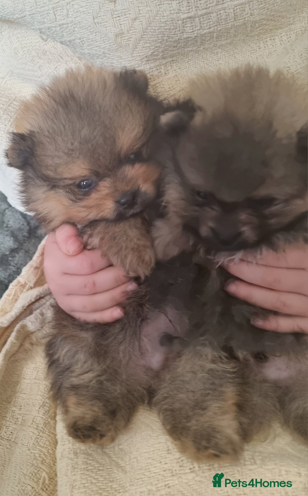 Pomeranian dogs for sale: Beautiful pomeranian male puppies  - Image 5