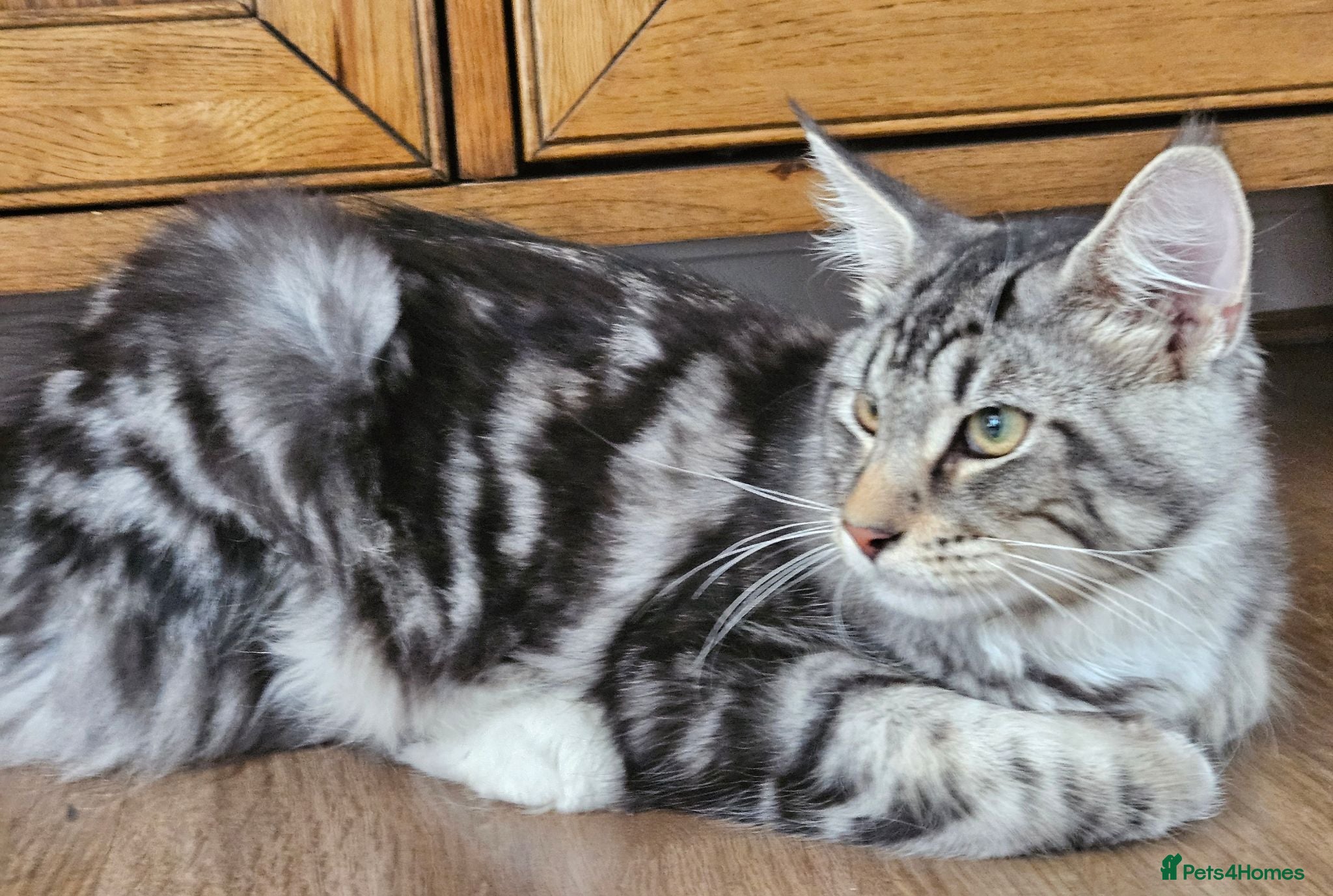 Siberian cats Two gorgeous Siberian kittens, new lower price - Advert 2