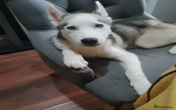 Siberian Husky dogs for sale: ONLY 3 PUPPIES LEFT!!! - Image 18