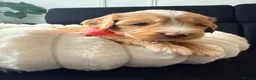 Mixed Breed dogs for sale: Stunning Australian Labradoodle Puppies  - Advert 25