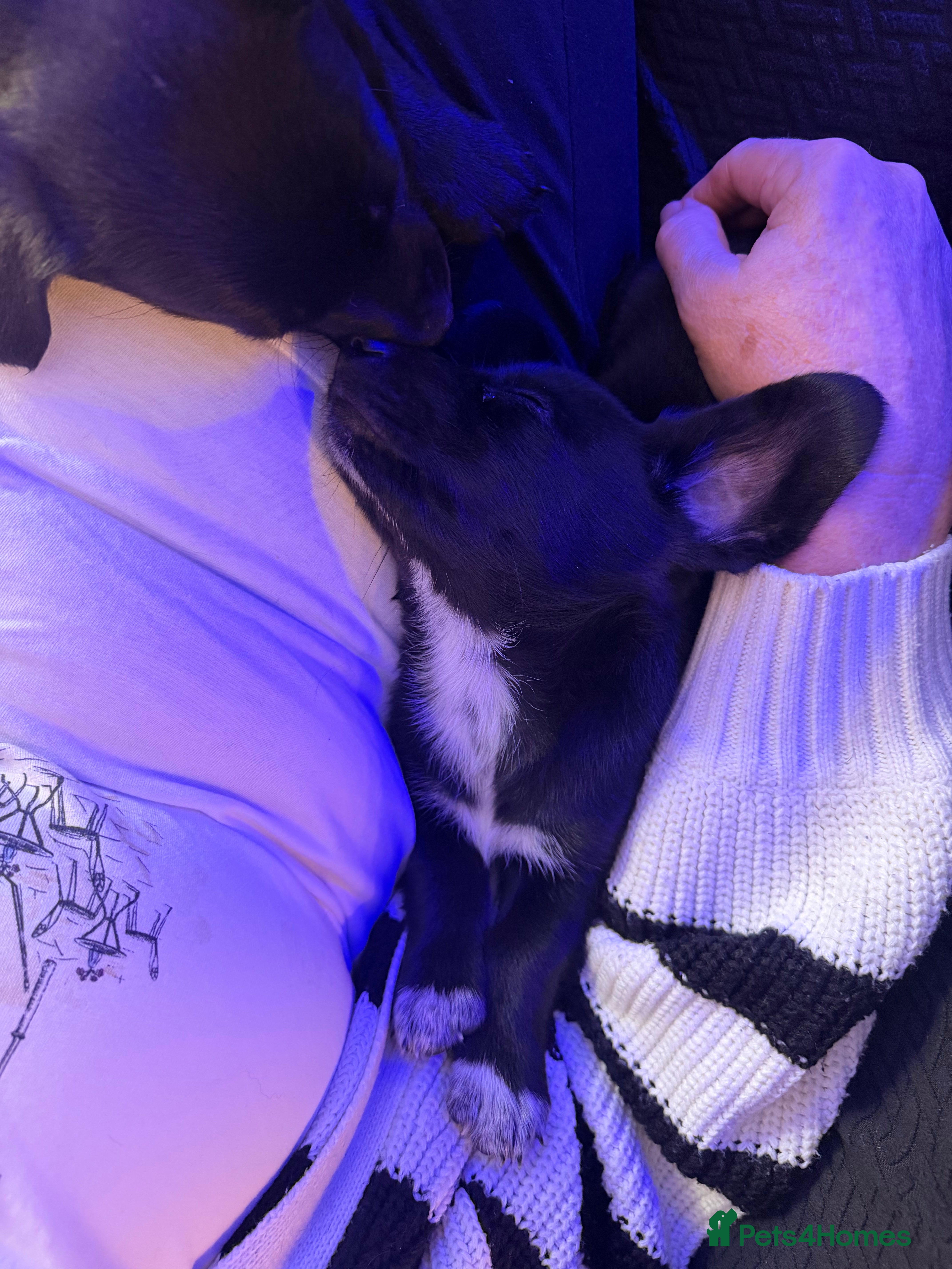 Mixed Breed dogs 🐾 ✨POMSKY X MINIATURE DACHSHUND PUPPIES ✨🐾 - Advert 2