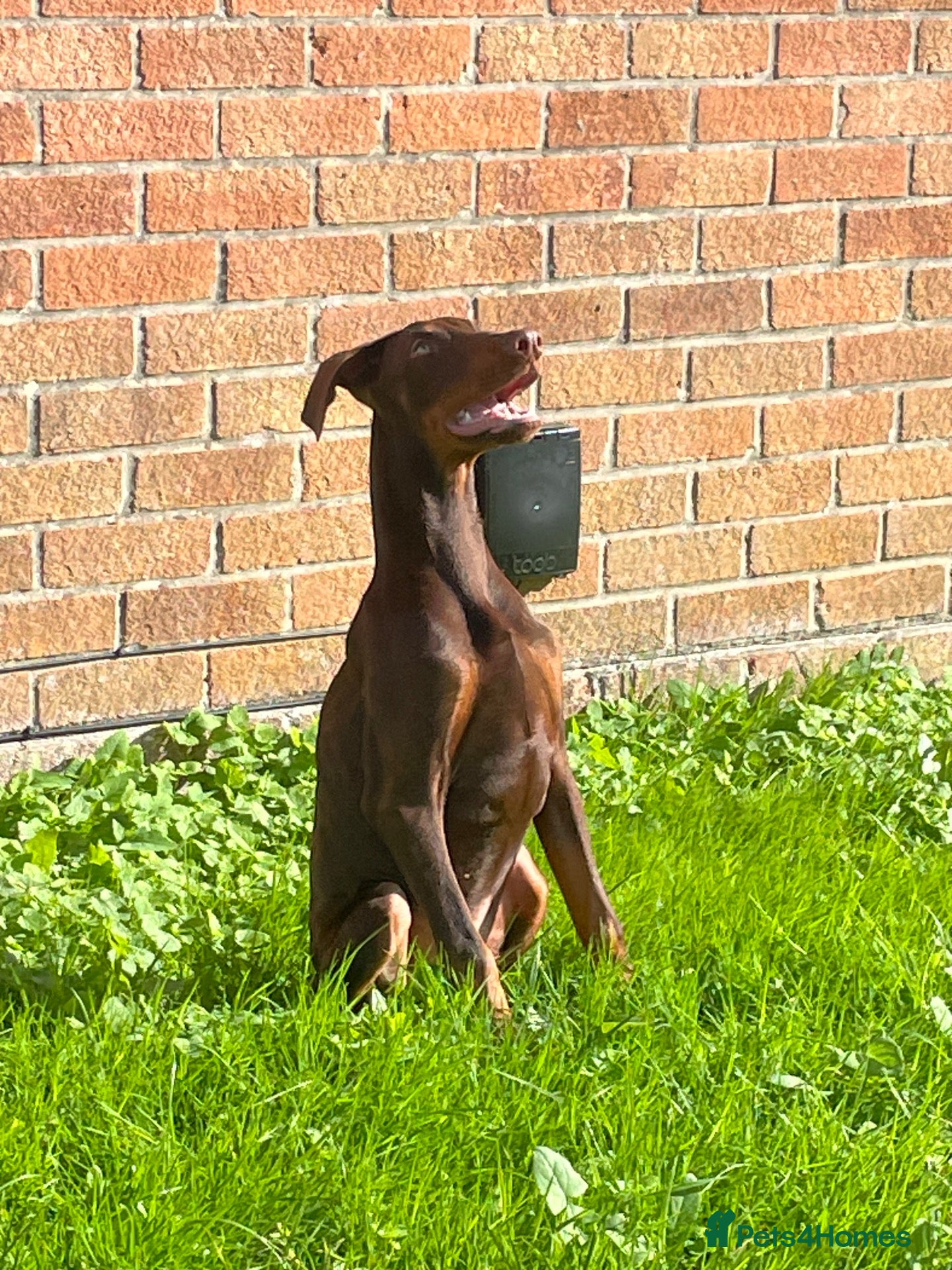 Dobermann dogs Last KC Dobermann pup - Advert 8