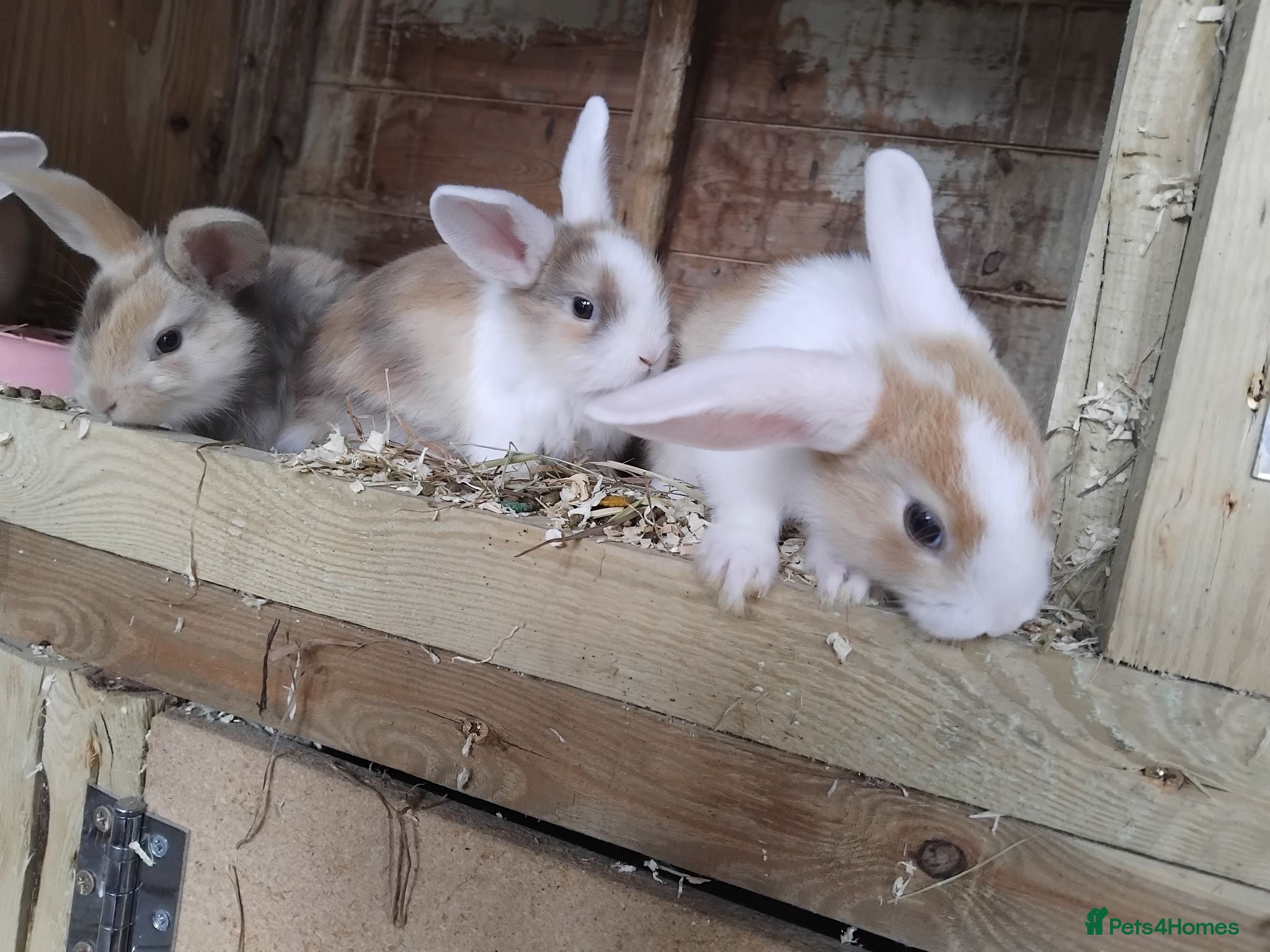Mini Lop rabbits Baby lops - Advert 21