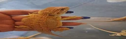 Bearded Dragon reptiles for sale: Baby bearded dragons  - Advert 25
