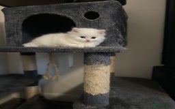 Persian cats for sale: white and orange cream doll face Persians - Image 6