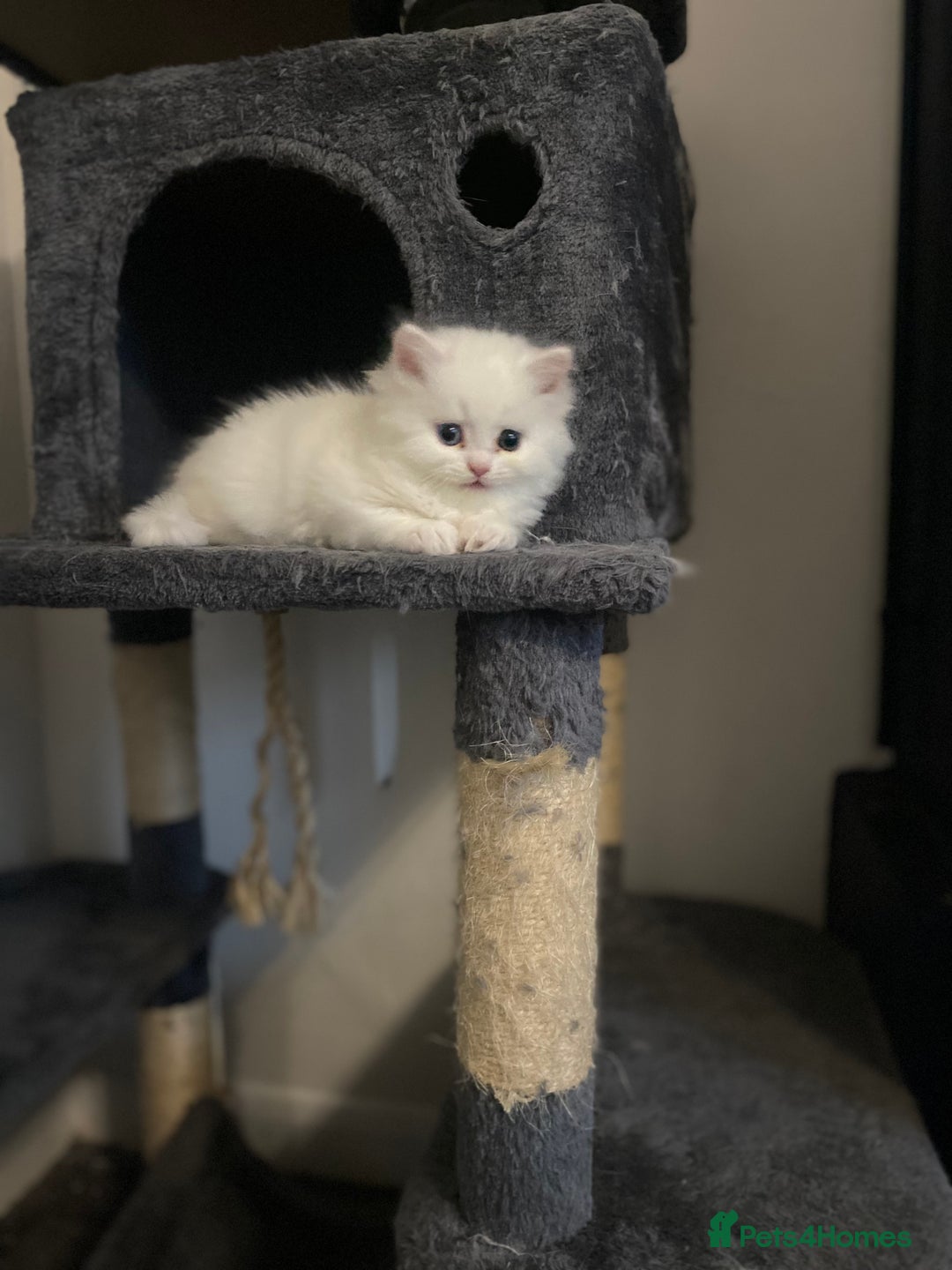 Persian cats for sale: white and orange cream doll face Persians - Image 6