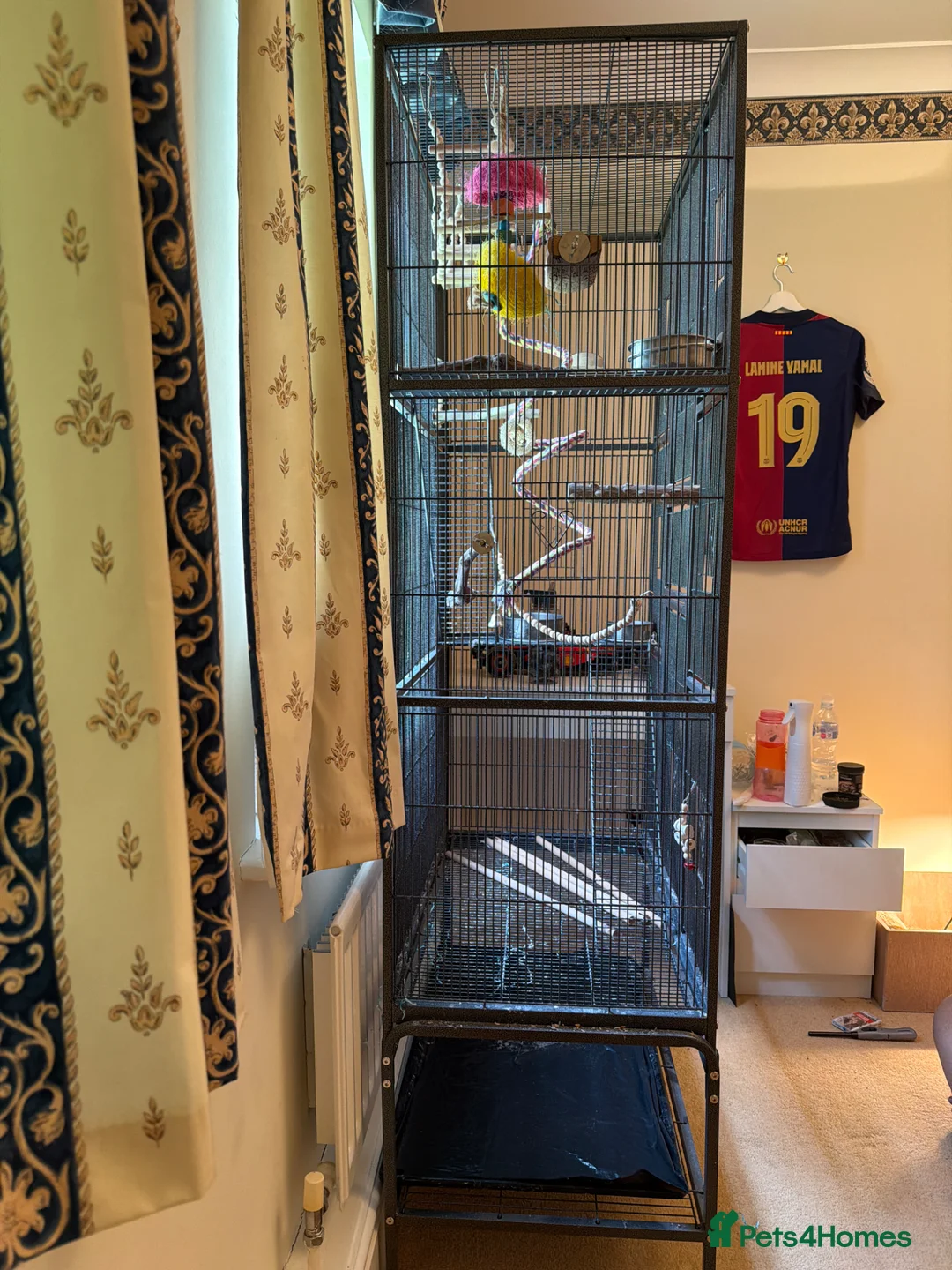 Mixed Breed birds for sale: bird cage only in Birmingham - Advert 2