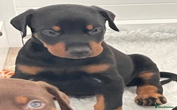 Dobermann dogs for sale: KC REG Fully health tested parents - Image 29