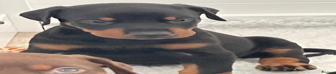 Dobermann Puppy 7