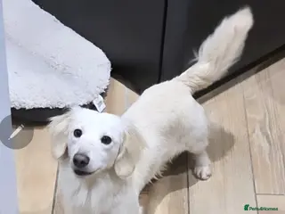 Miniature Dachshund dogs STUNNING ee/ii DOUBLE INTENSITY CREAM STUD - Advert 3