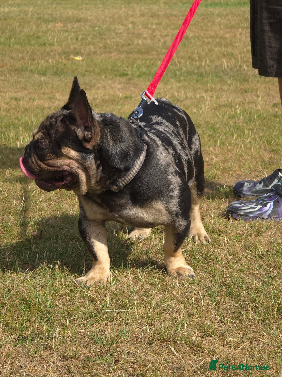 American Bully dogs Phantom is looking for new house  - Advert 1