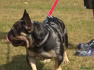 American Bully dogs Phantom is looking for new house - Advert 1