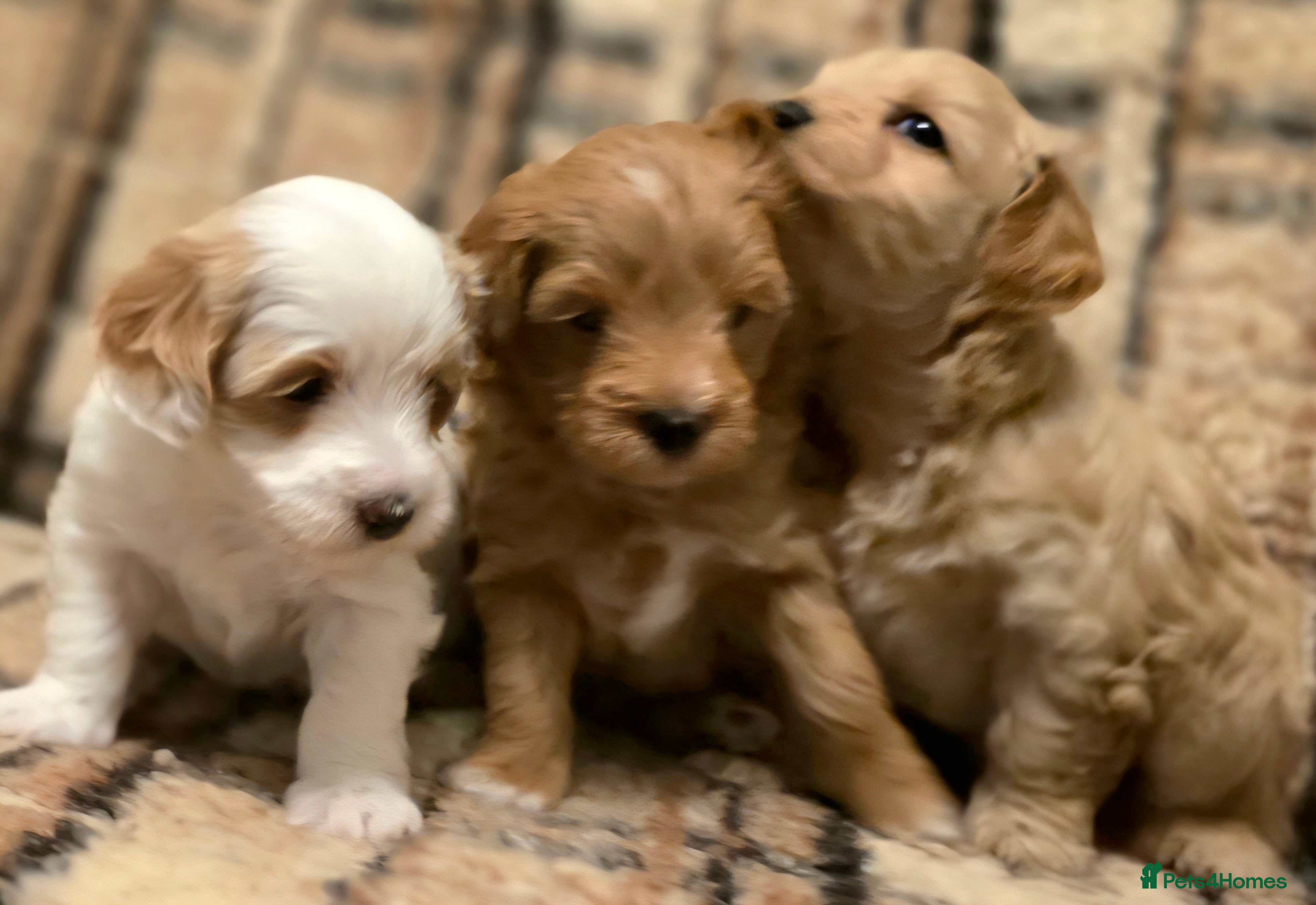 Maltipoo dogs Maltipoo Puppies with Confirmed Parentage - Advert 5