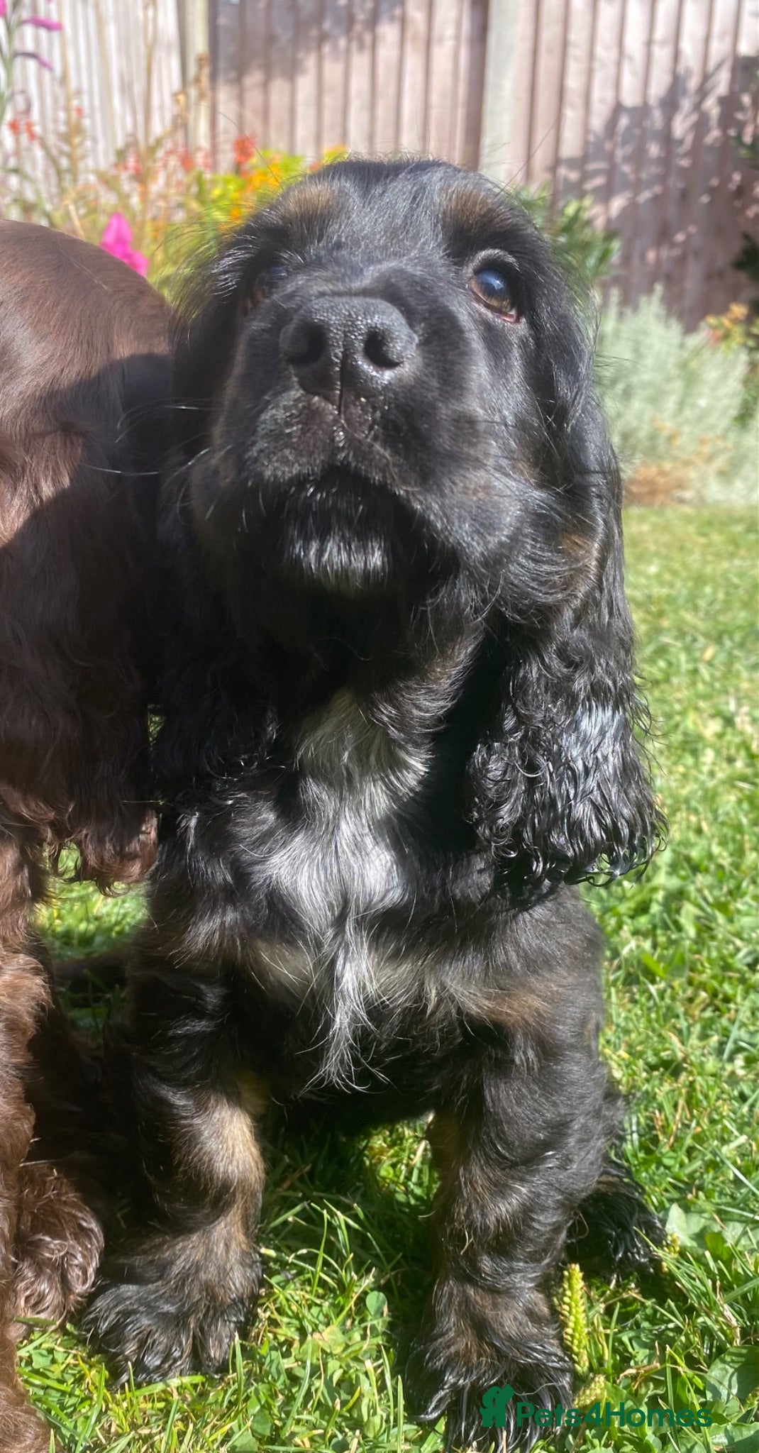 Cocker Spaniel dogs Lovely show Cocker spaniel puppies 🐶  - Advert 6