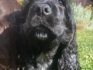 Cocker Spaniel dogs Lovely show Cocker spaniel puppies 🐶 - Advert 6