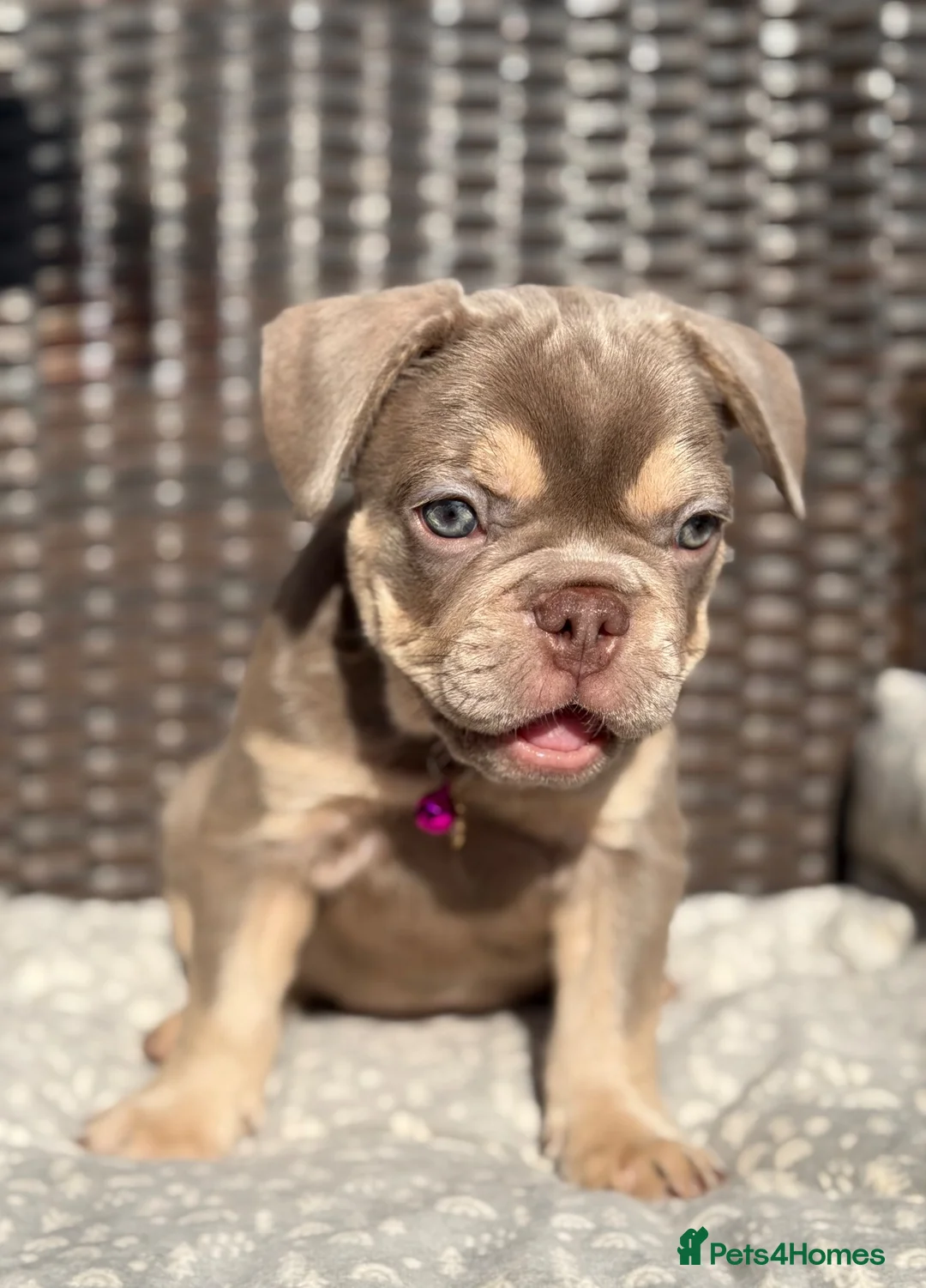French Bulldog dogs for sale: KC French bulldog puppies highly healthed parents - Advert 1