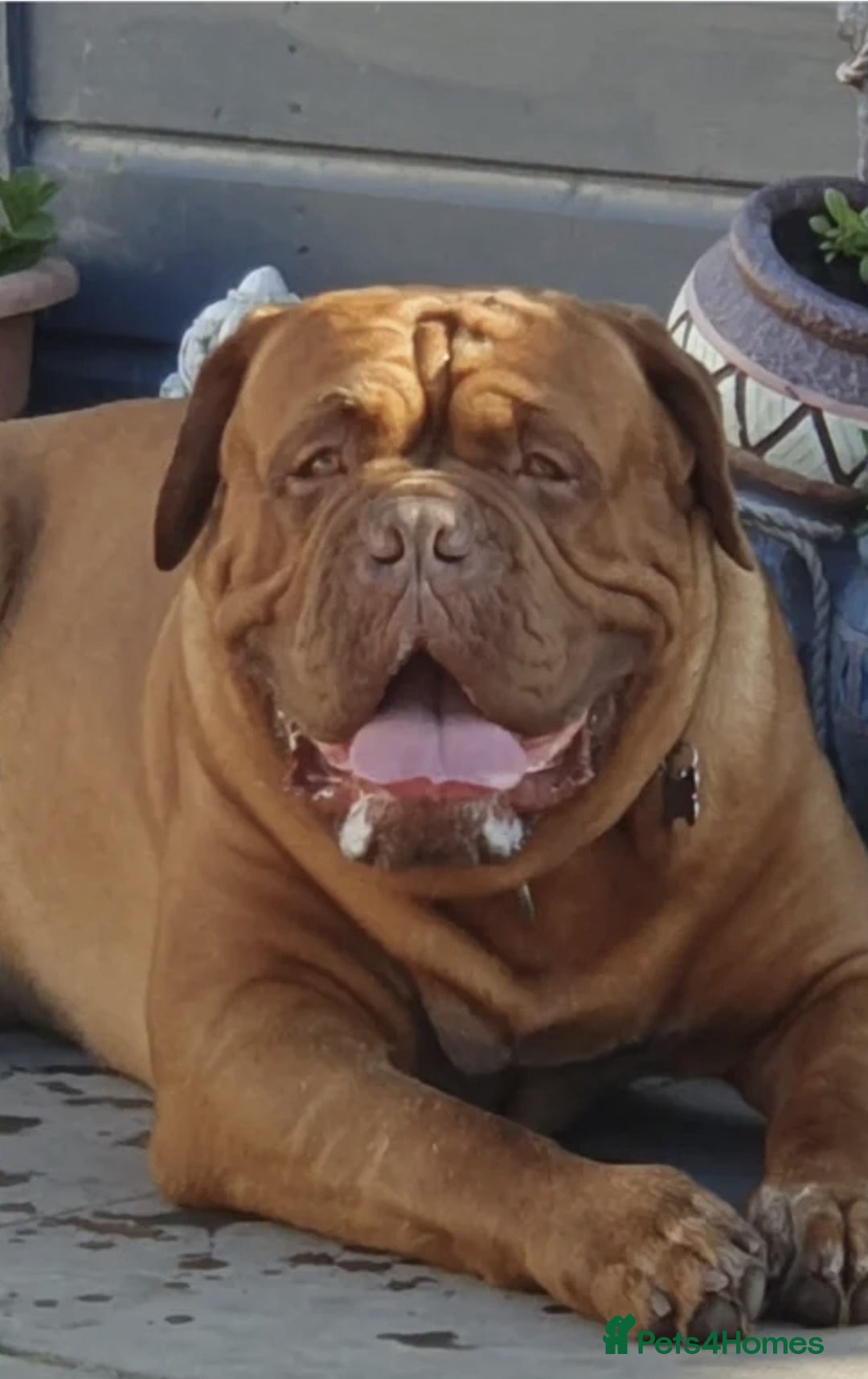 Dogue De Bordeaux dogs for stud: Big Dougie - Advert 3
