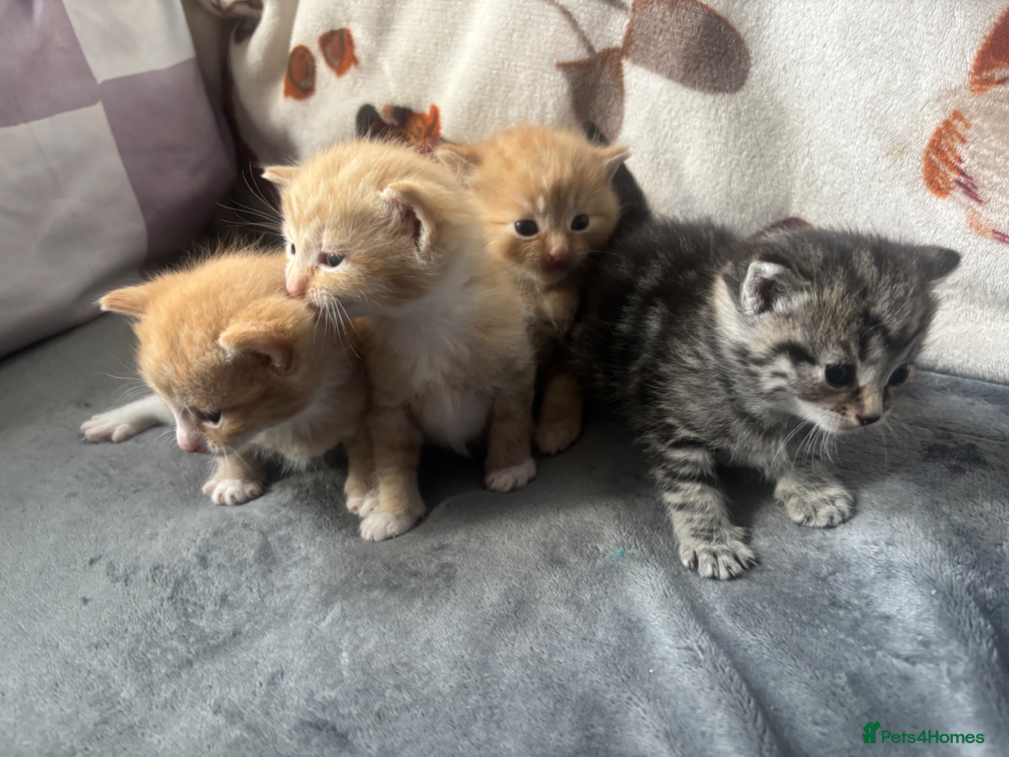 Mixed Breed cats 4 kittens for sale  - Advert 16