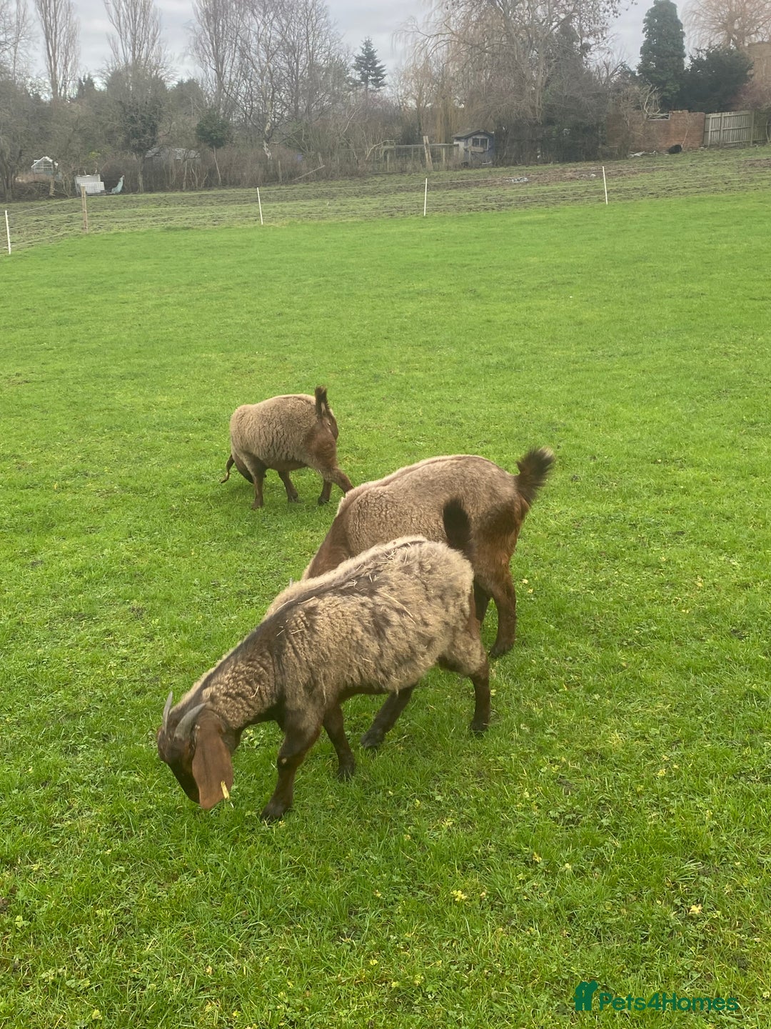 Goats livestock for sale: Red Boer goats - Advert 1