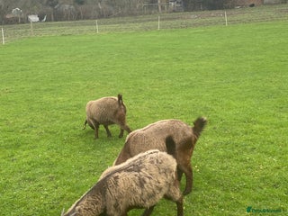 Goats livestock Red Boer goats - Advert 3