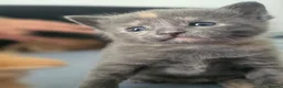 Mixed Breed cats for sale: 3 beautiful playful kittens for sale. - Advert 7