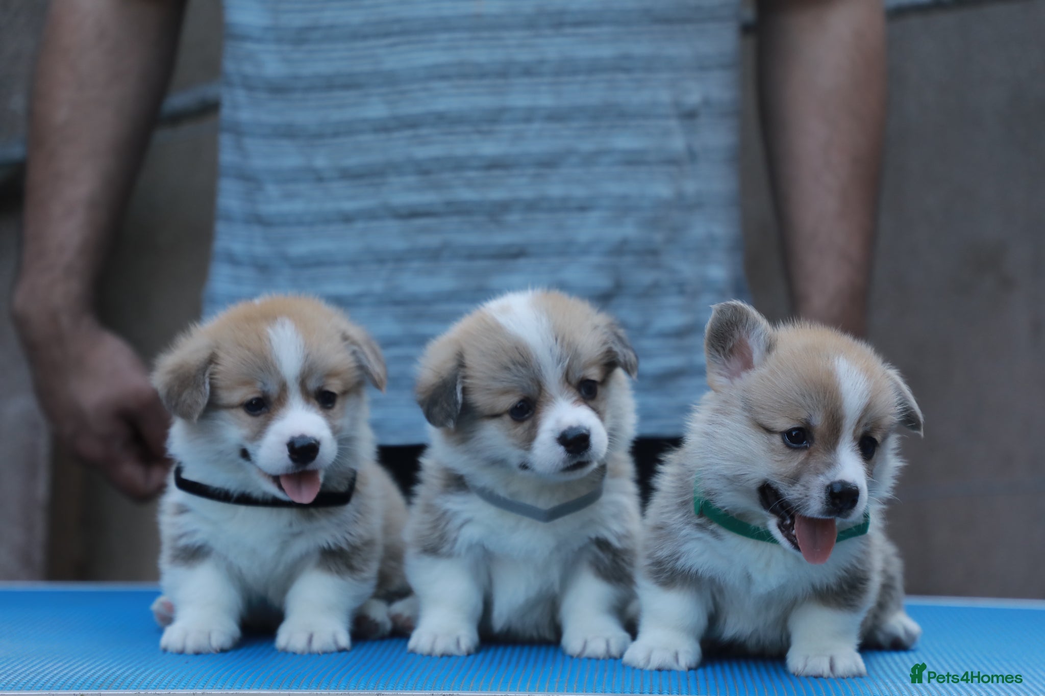 Welsh Corgi Pembroke dogs Champion Sired Corgi Pembroke puppies available  - Advert 13