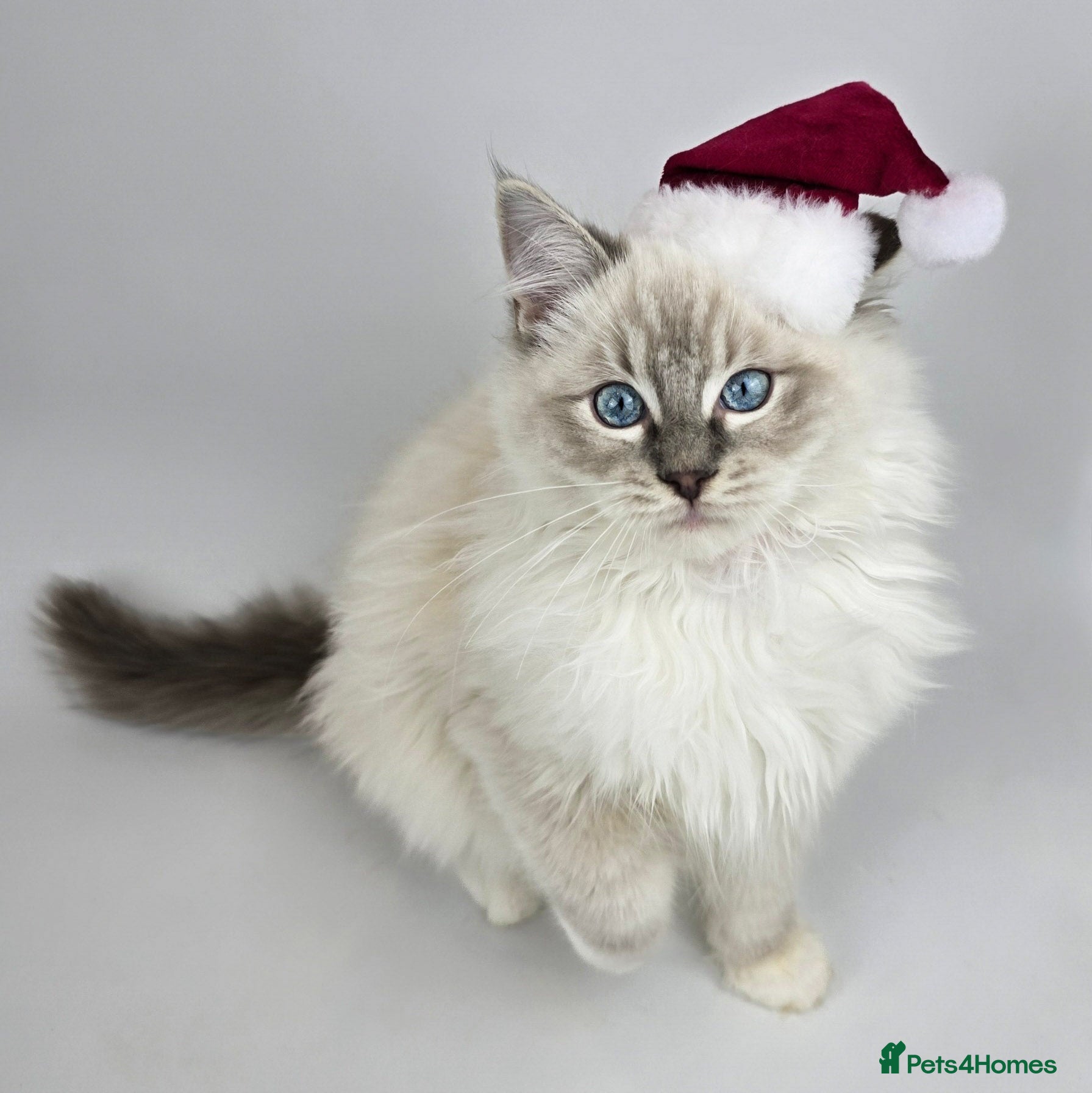 Ragdoll cats 💙 STUNNING GCCF GRCH SIRED RAGDOLL KITTENS 💙 - Advert 2