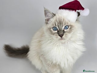 Ragdoll cats 💙 STUNNING GCCF GRCH SIRED RAGDOLL KITTENS 💙 - Advert 2