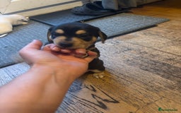 Mixed Breed dogs for sale: Jug and miniature dachshund mix pups - Image 14