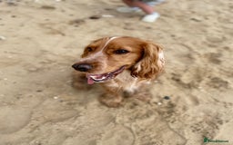 Cocker Spaniel dogs for sale: Cocker spaniel  - Image 2