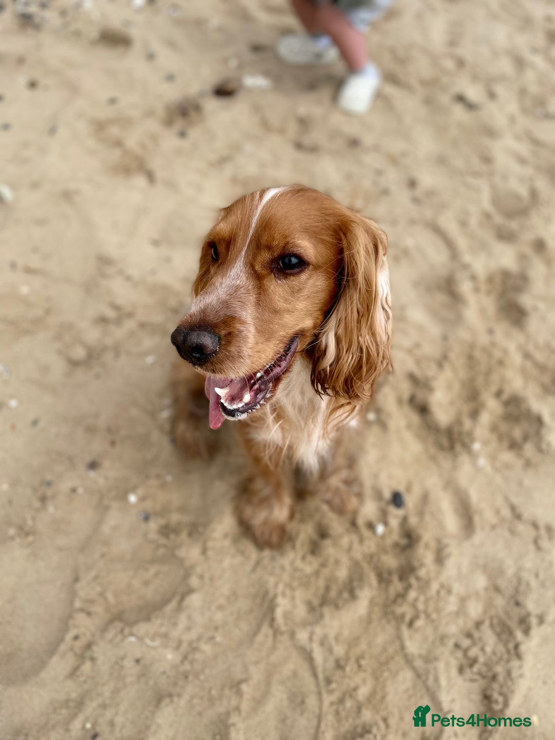 Cocker Spaniel dogs for sale: Cocker spaniel  - Image 2