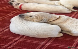 Golden Retriever dogs for sale: Pedigree kc registered beautiful golden retrievers - Image 2