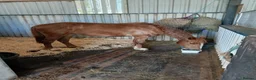 Irish Sports horses for sale: Super talented sport horse in Hereford - Advert 3
