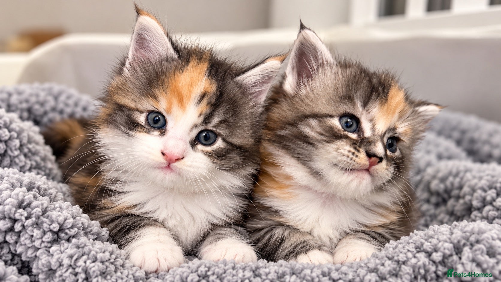 Maine Coon cats Female Calico Maine Coon KittensColours & Markings - Advert 17