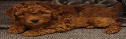 Cavapoochon dogs for sale: Gorgeous litter cavapoochon puppies  - Advert 9