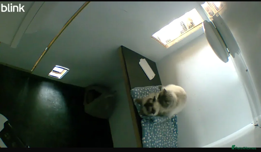 Ragdoll cats for stud: Champion Line Blue Ragdoll - GCCF - STUD ONLY in Swindon - Advert 9