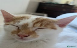 Domestic Shorthair cats for sale: Playful kitten for sale - Image 6